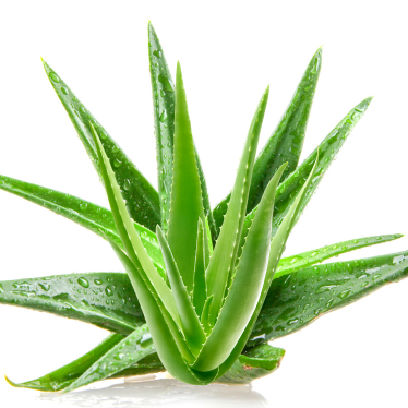 ALOE VERA OIL