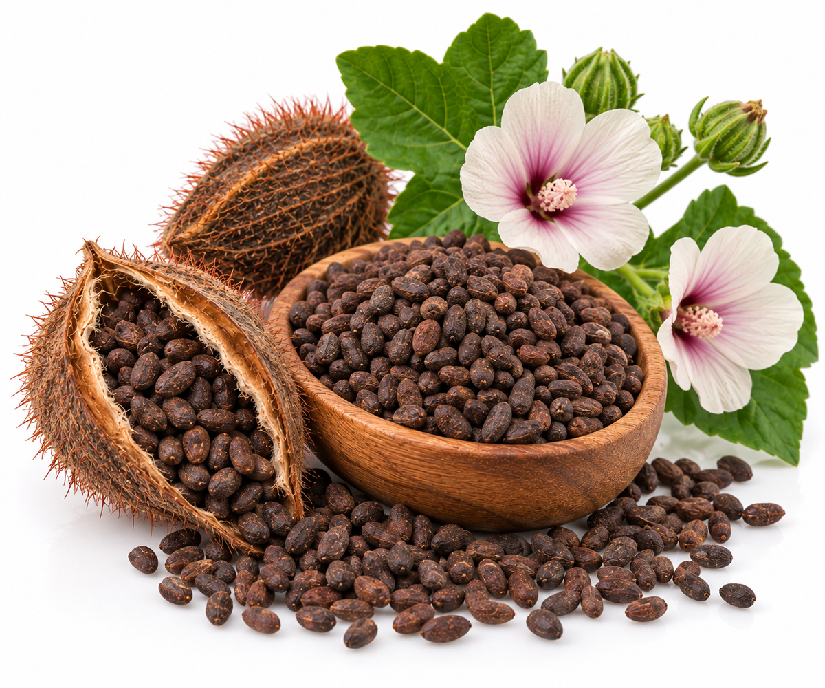 AMBRETTE SEED ESSENTIAL OIL