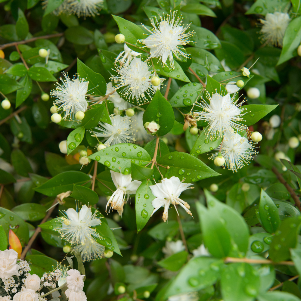 AMYRIS ESSENTIAL OIL