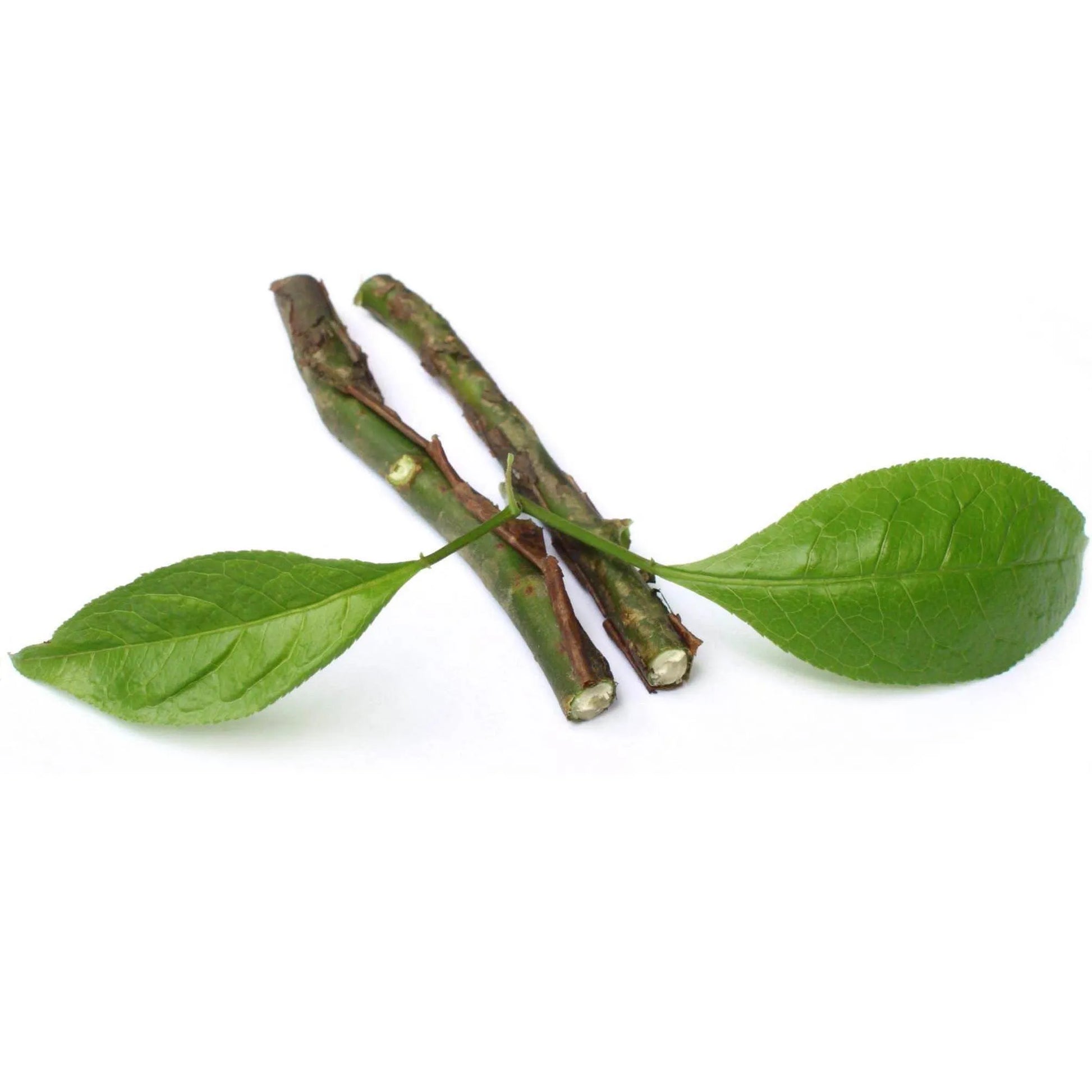 AMYRIS ESSENTIAL OIL