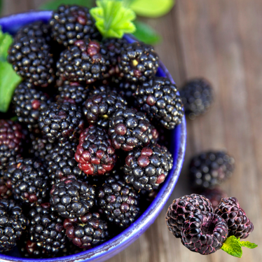 BLACK RASPBERRY SEED OIL