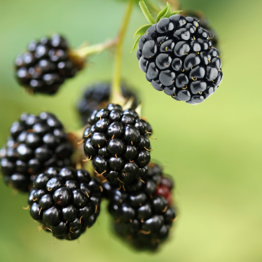 BLACKBERRY SEED OIL