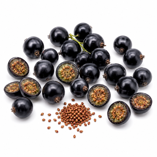 BLACKCURRANT SEED OIL