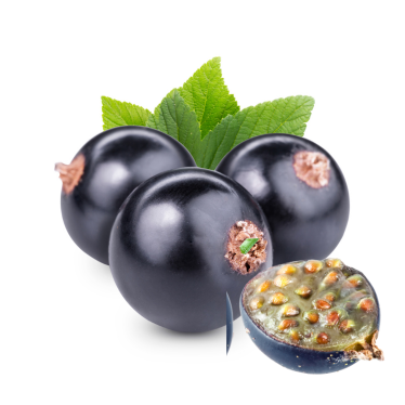 BLACKCURRANT SEED OIL
