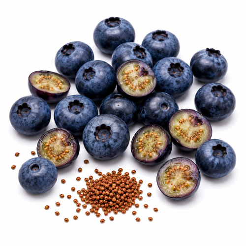 BLUEBERRY SEED OIL