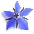 BORAGE SEED OIL