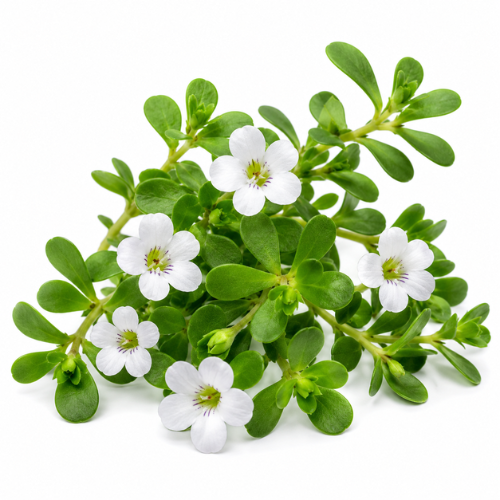 BRAHMI (BACOPA) OIL