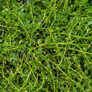 BRAHMI (BACOPA) OIL