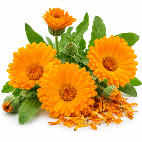 CALENDULA (MARIGOLD) OIL