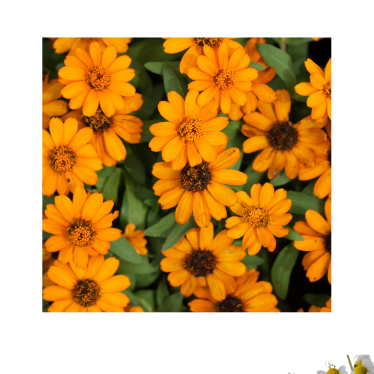 CALENDULA (MARIGOLD) OIL