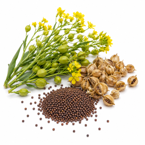 CAMELINA OIL
