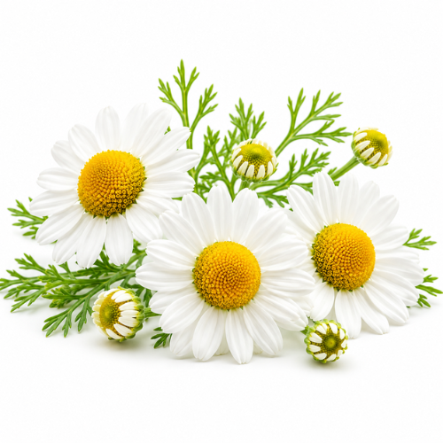 CHAMOMILE FRAGRANCE OIL