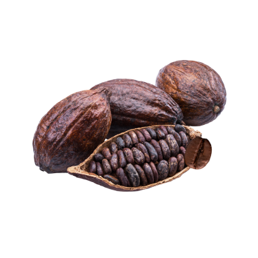 COCOA BEAN OIL