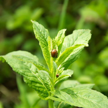 CORN MINT ESSENTIAL OIL