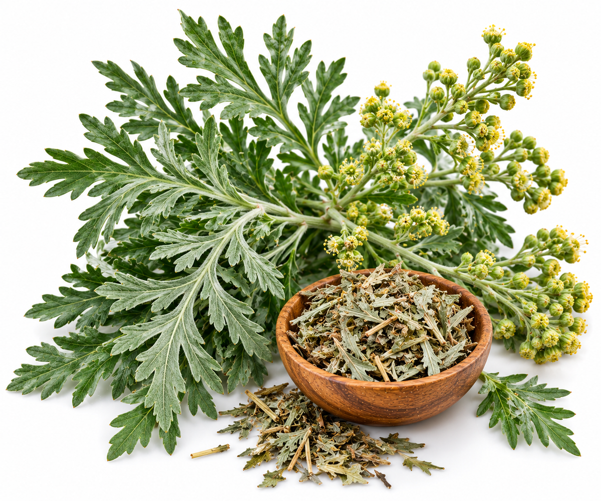 ARMOISE ESSENTIAL OIL