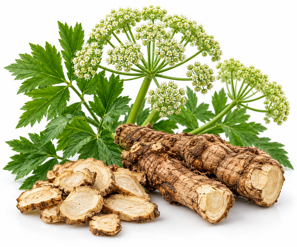 ANGELICA ROOT ESSENTIAL OIL