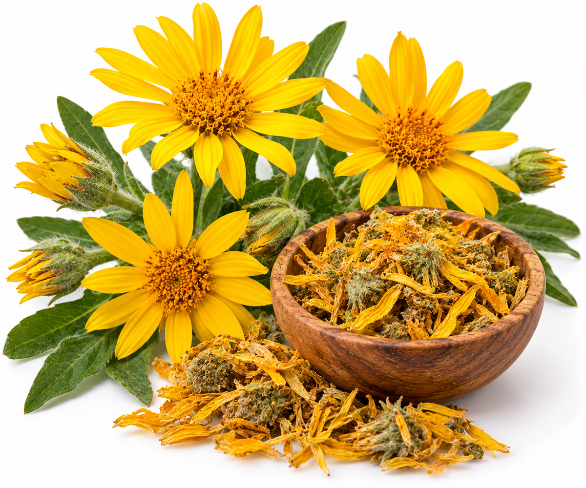 ARNICA OIL Infused