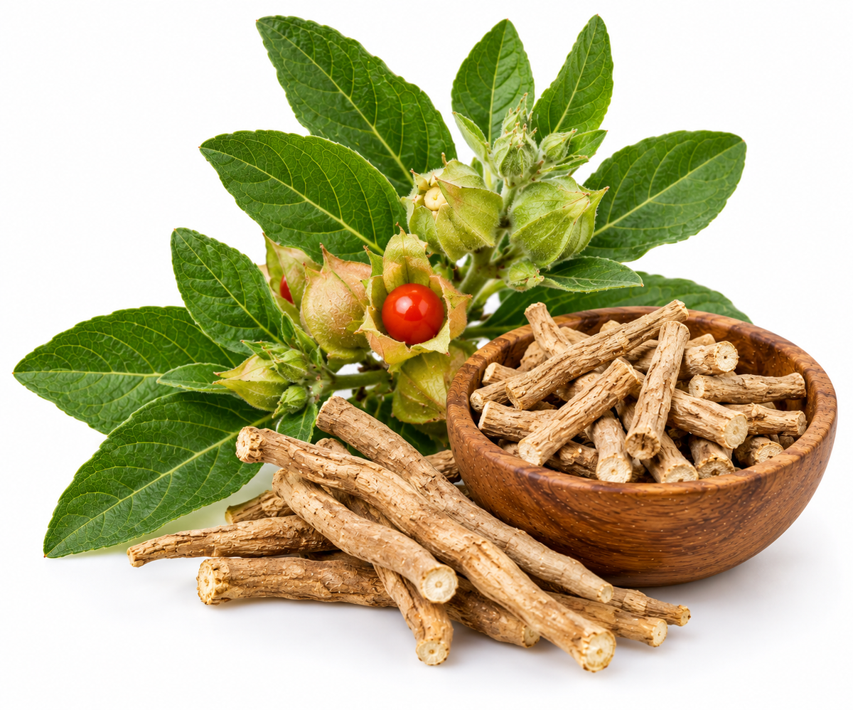 ASHWAGANDHA OIL INFUSED
