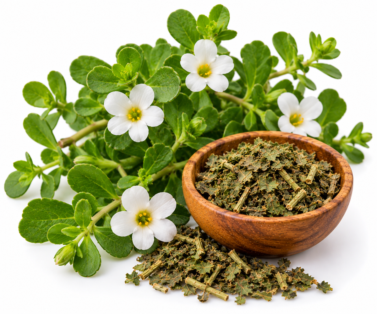 BRAHMI (BACOPA) OIL