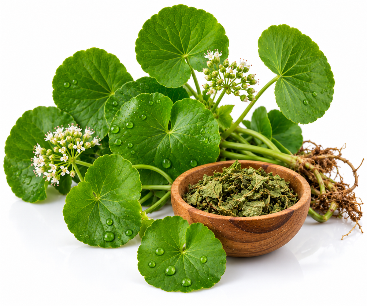 GOTU KOLA OIL