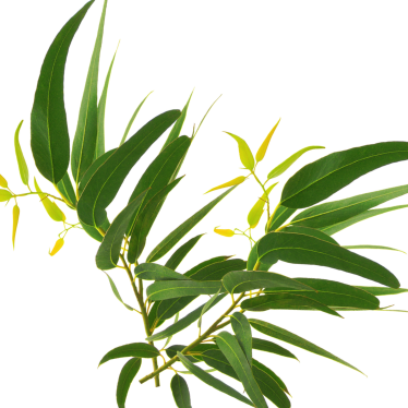 EUCALYPTUS CITRIODORA ESSENTIAL OIL