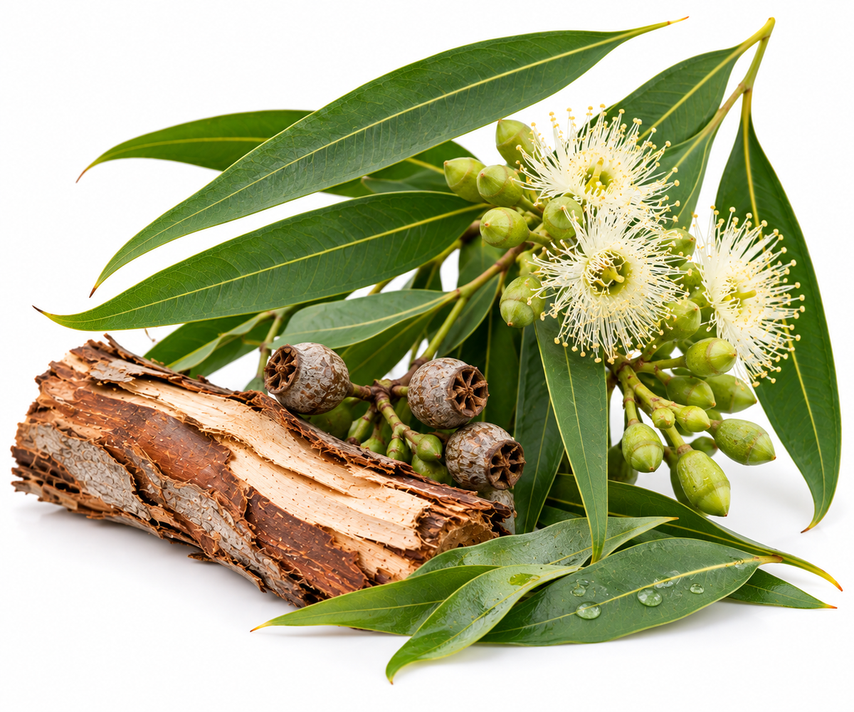 EUCALYPTUS CITRIODORA ESSENTIAL OIL
