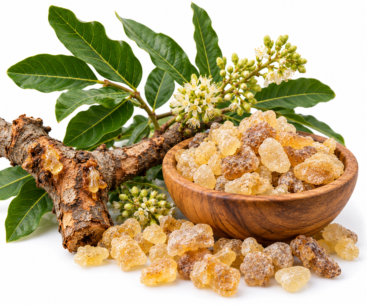 FRANKINCENSE SERRATA ESSENTIAL OIL