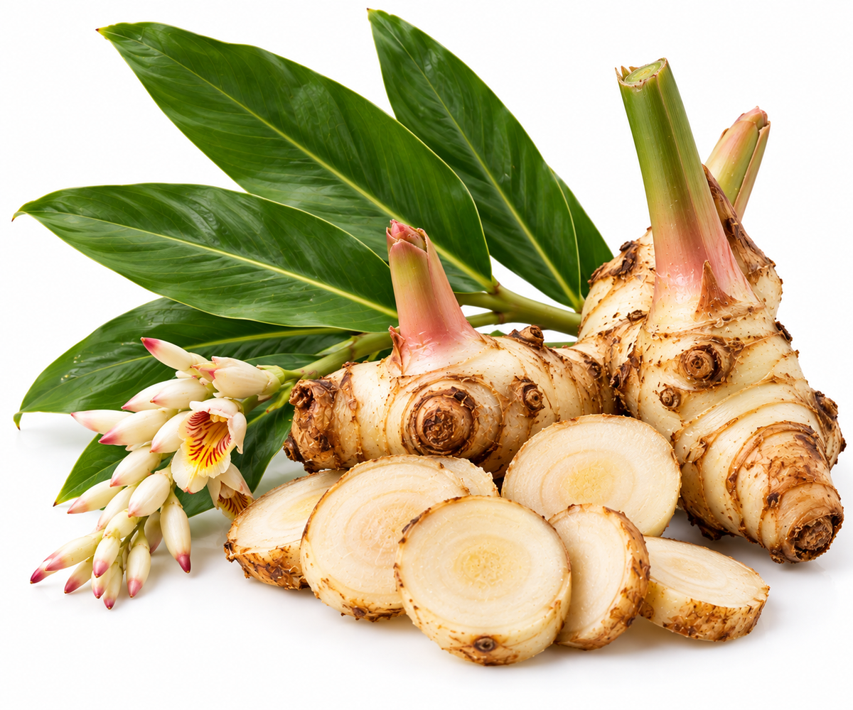 GALANGAL ESSENTIAL OIL