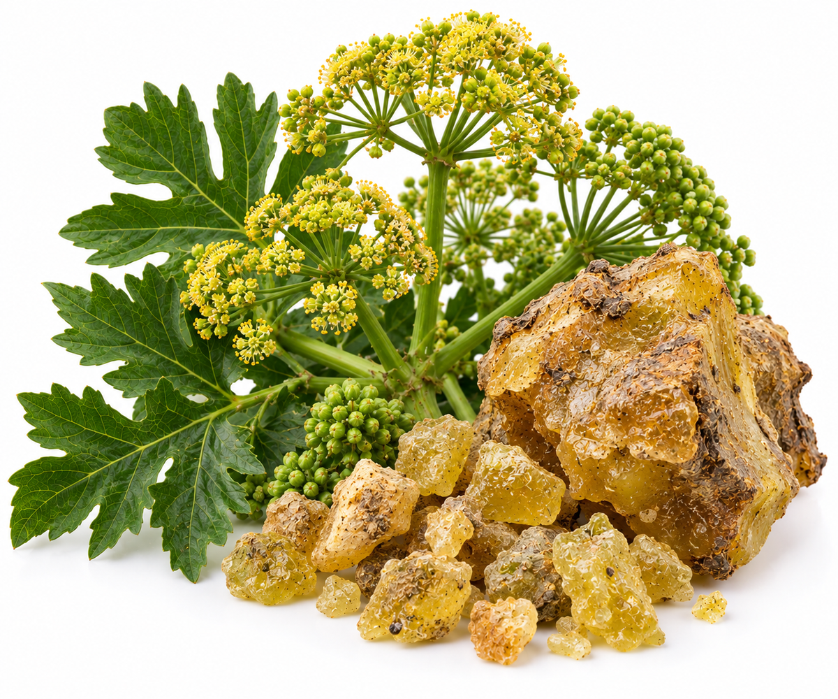 GALBANUM ESSENTIAL OIL