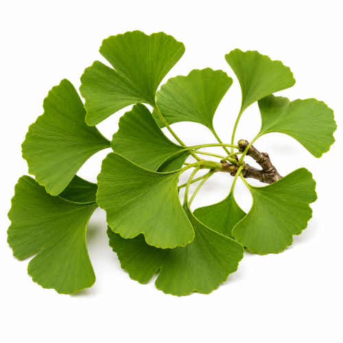 GINKGO OIL