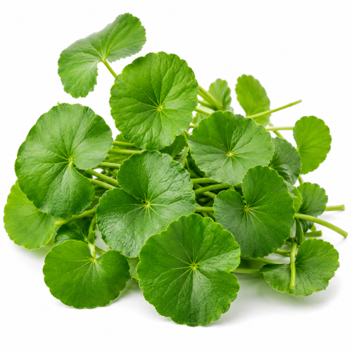 GOTU KOLA OIL