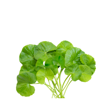GOTU KOLA OIL
