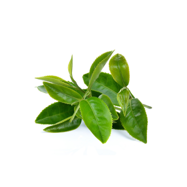 GREEN TEA OIL