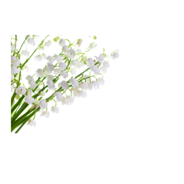 LILY OF THE VALLEY FRAGRANCE OIL