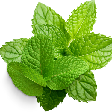 MINT FRAGRANCE OIL