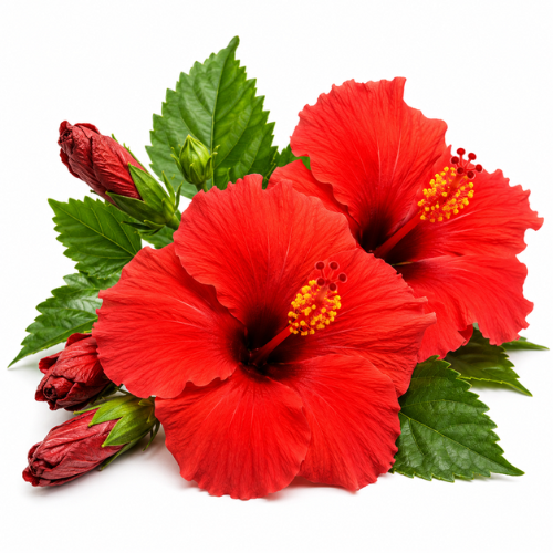 HIBISCUS OIL