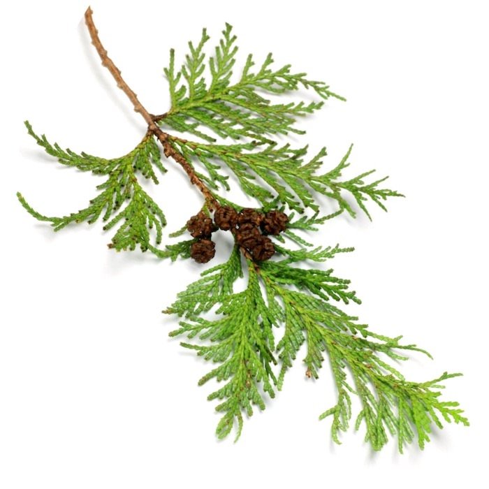 HINOKI WOOD ESSENTIAL OIL