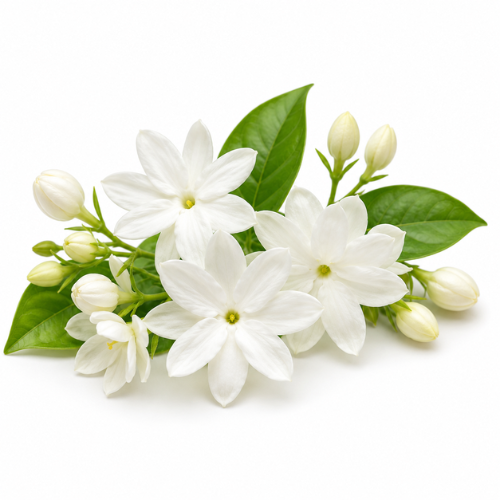 JASMINE FRAGRANCE OIL