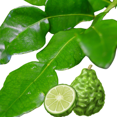 KAFFIR LIME ESSENTIAL OIL
