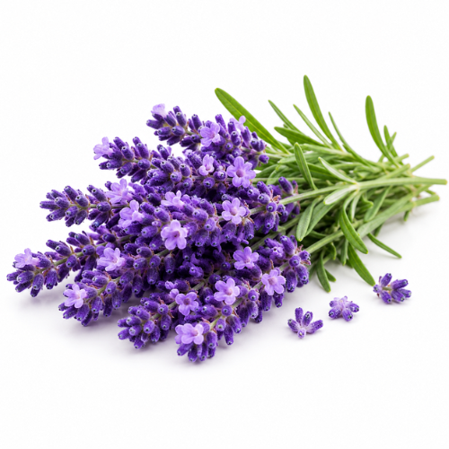 LAVENDER FRAGRANCE OIL