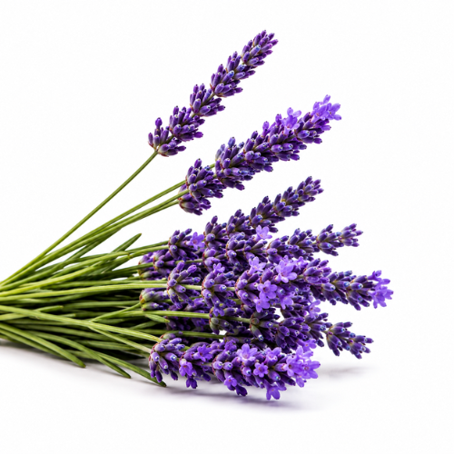 LAVENDER HYDROSOL