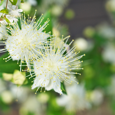 LEMON MYRTLE ESSENTIAL OIL