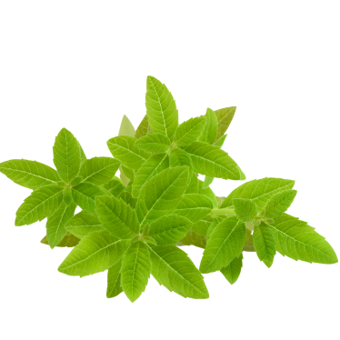 LEMON VERBENA ESSENTIAL OIL( COLDPRESS)