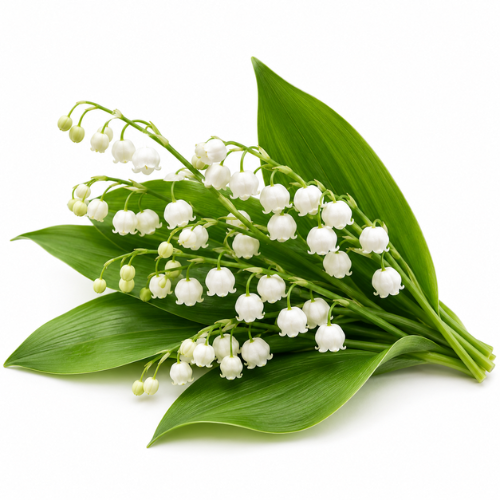 LILY OF THE VALLEY FRAGRANCE OIL