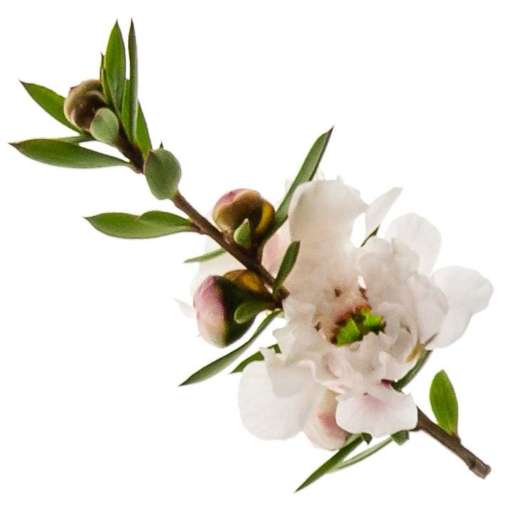 MANUKA ESSENTIAL OIL