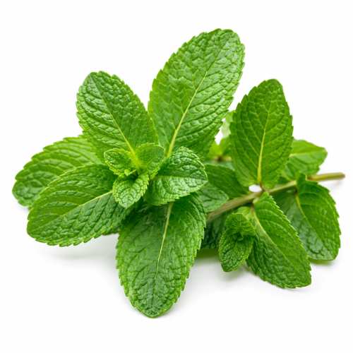 MINT FRAGRANCE OIL
