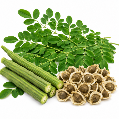 MORINGA OIL