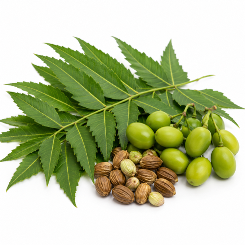 NEEM OIL