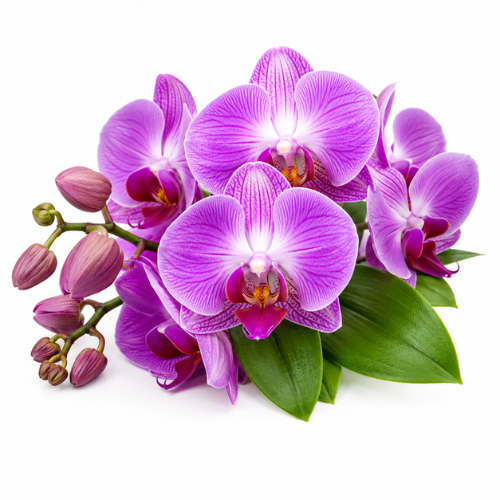 ORCHID OIL