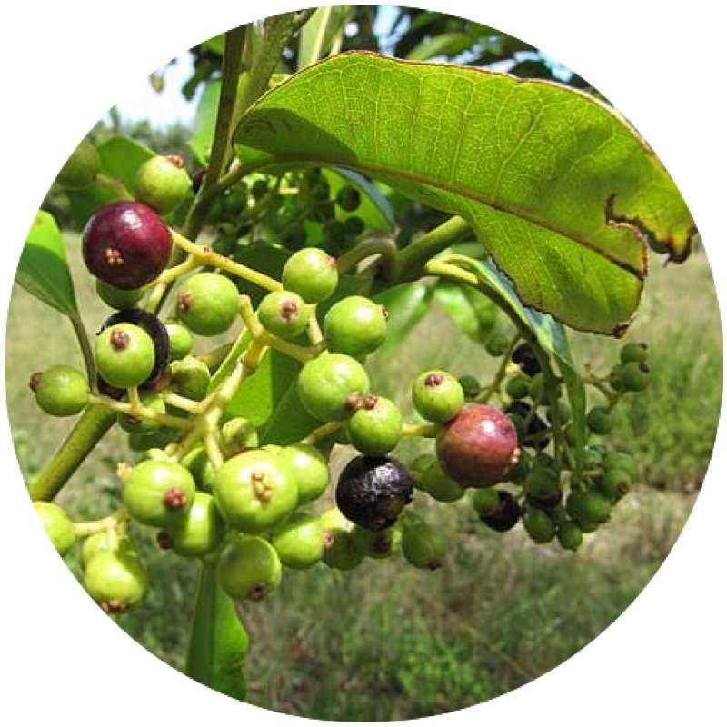 PIMENTO LEAF ESSENTIAL OIL